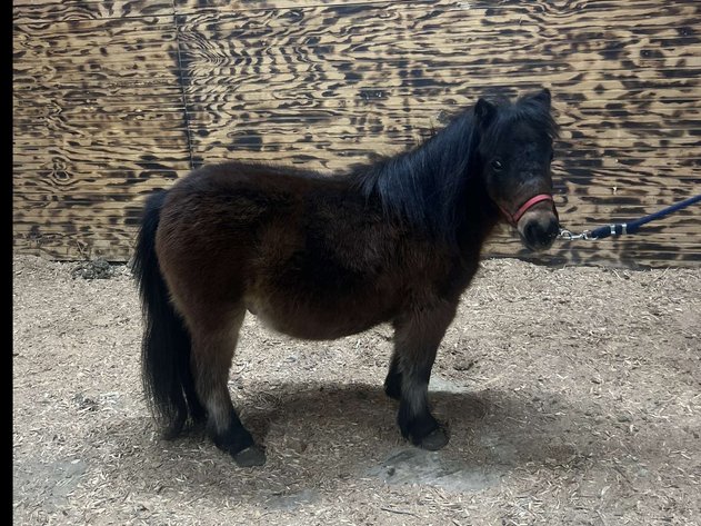 Image for Hamilton County Christmas Horse & Tack Sale -SATURDAY December 7th  - Noblesville, IN