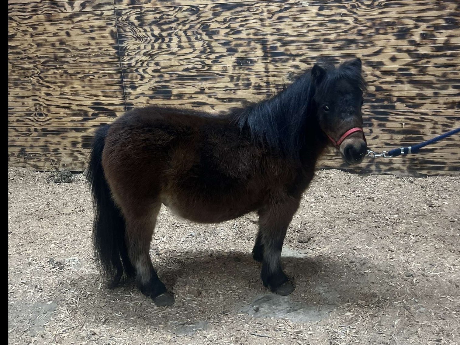 Image for Hamilton County Christmas Horse & Tack Sale -SATURDAY December 7th  - Noblesville, IN