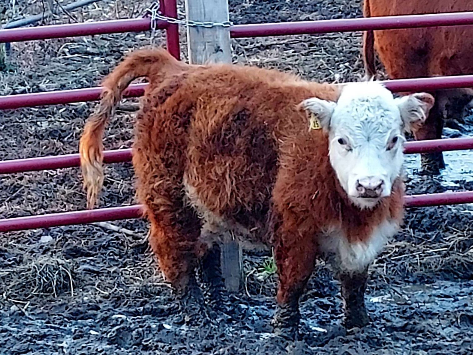 Image for Hamilton County Christmas Horse & Tack Sale -SATURDAY December 21st - Noblesville, IN