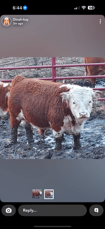 Image for Hamilton County Christmas Horse & Tack Sale -SATURDAY December 21st - Noblesville, IN