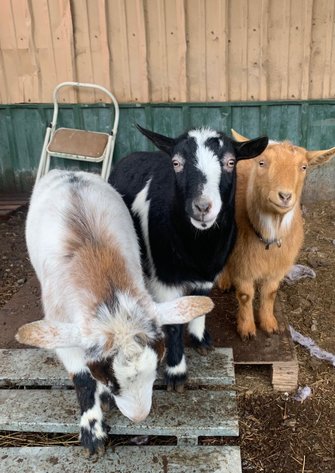 Image for Hamilton County Horse & Tack Sale -SATURDAY January 18th - Noblesville, IN