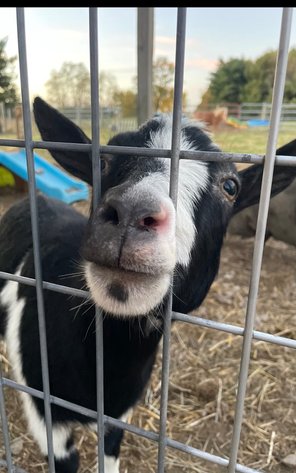 Image for Hamilton County Horse & Tack Sale -SATURDAY January 18th - Noblesville, IN