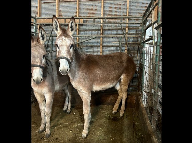 Image for Hamilton County Horse & Tack Sale -SATURDAY February 1st - Noblesville, IN