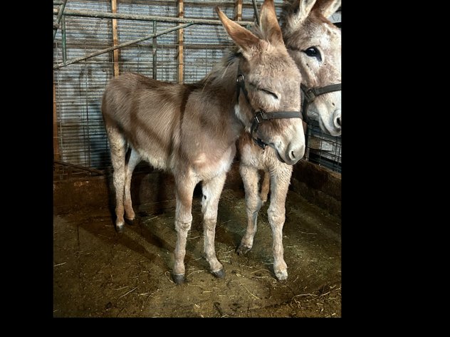 Image for Hamilton County Horse & Tack Sale -SATURDAY February 1st - Noblesville, IN