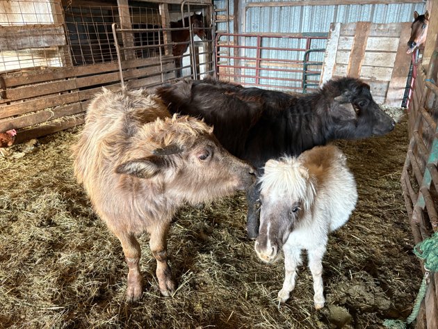 Image for Hamilton County Horse & Tack Sale -SATURDAY March 1st - Noblesville, IN