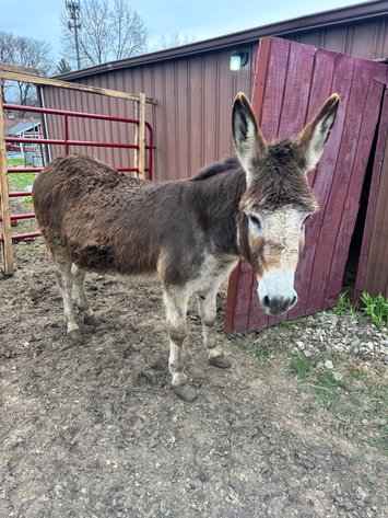 Image for Hamilton County Horse & Tack Sale -SATURDAY April 19th - Noblesville, IN