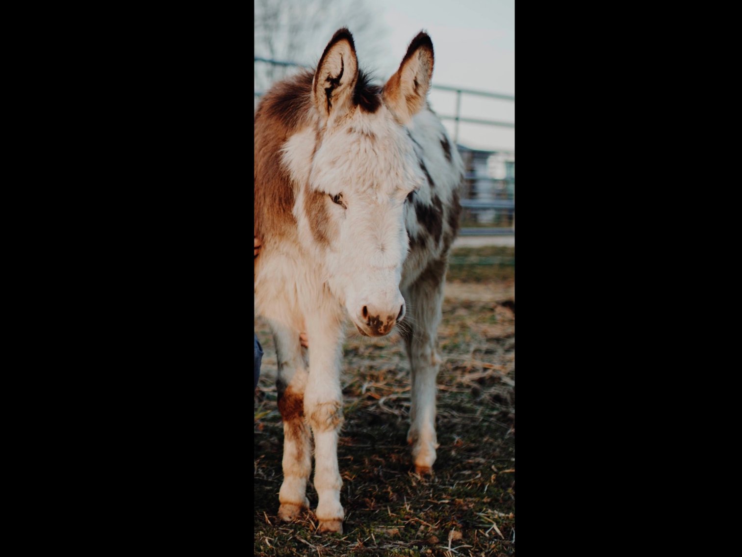 Image for Hamilton County Horse & Tack Sale -SATURDAY April 19th - Noblesville, IN