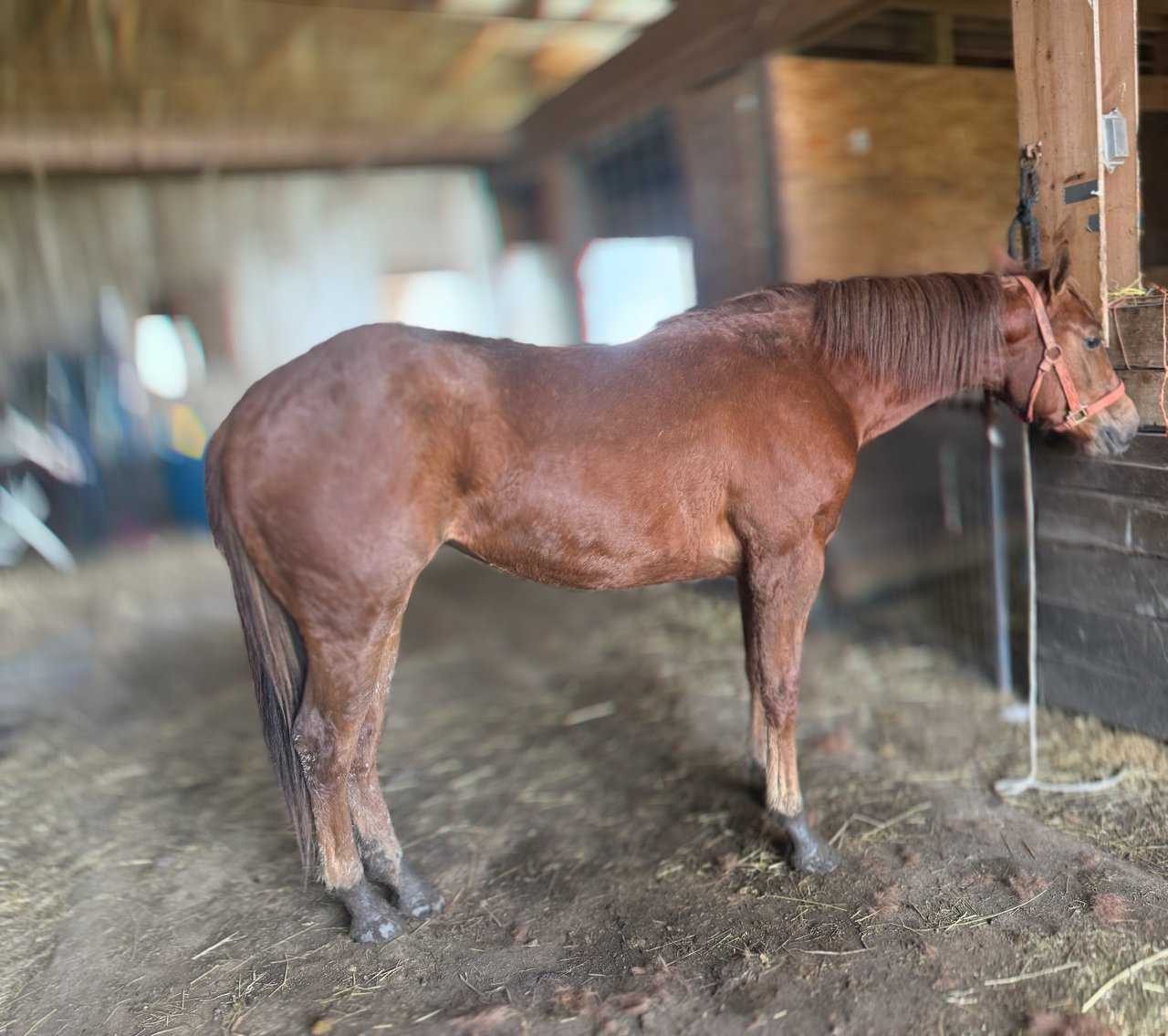 Image for Hamilton County Horse & Tack Sale- Derby Day Special May 3rd  - Noblesville, IN