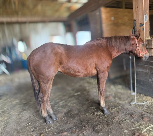 Image for Hamilton County Horse & Tack Sale- Derby Day Special May 3rd  - Noblesville, IN
