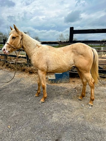 Image for Hamilton County Horse & Tack Sale- Derby Day Special May 3rd  - Noblesville, IN