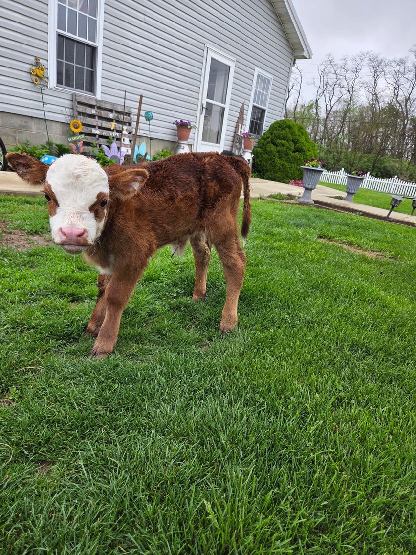 Image for Hamilton County Horse & Tack Sale- Derby Day Special May 3rd  - Noblesville, IN