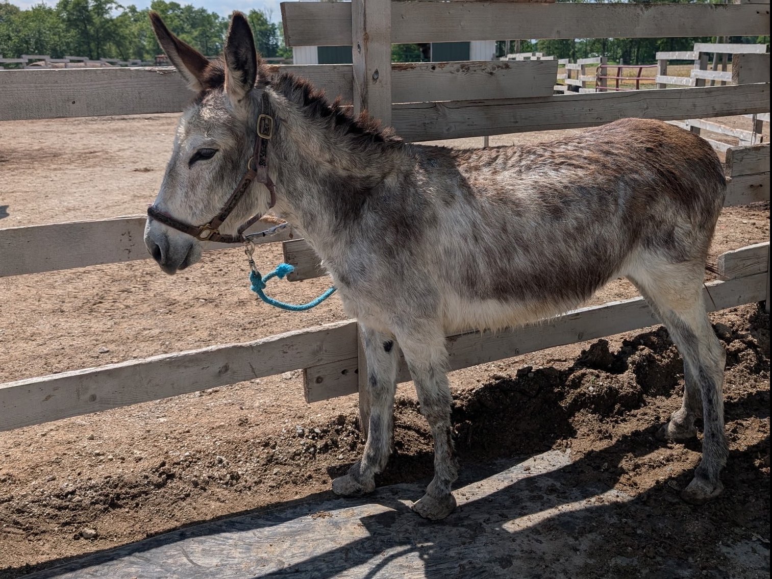 Image for Hamilton County Horse & Tack Sale -SATURDAY May 17th - Noblesville, IN