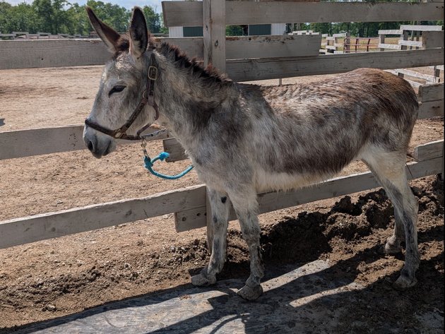 Image for Hamilton County Horse & Tack Sale -SATURDAY May 17th - Noblesville, IN