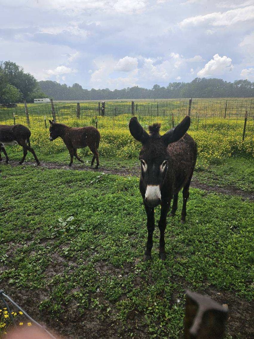 Image for Hamilton County Horse & Tack Sale -SATURDAY May 17th - Noblesville, IN