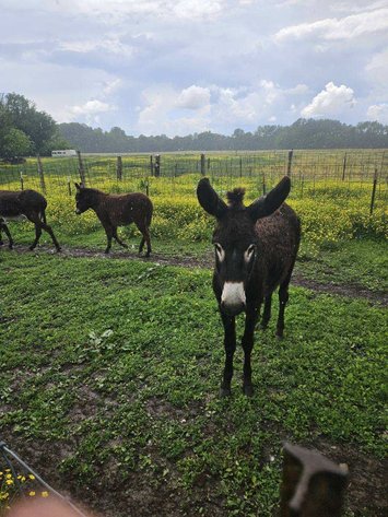 Image for Hamilton County Horse & Tack Sale -SATURDAY May 17th - Noblesville, IN