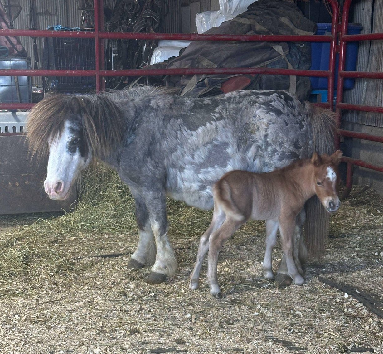 Image for Hamilton County Horse & Tack Sale -SATURDAY May 17th - Noblesville, IN