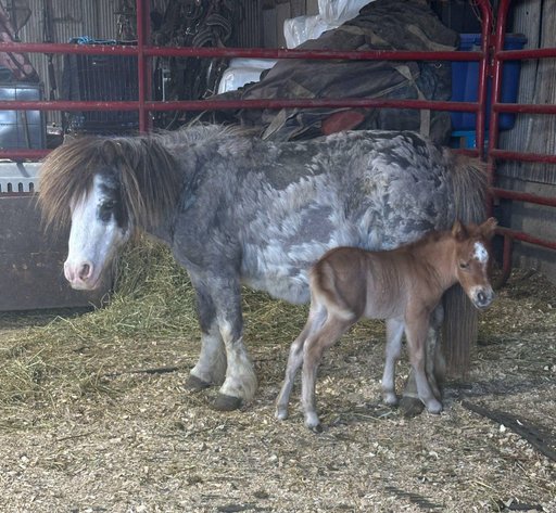 Image for Hamilton County Horse & Tack Sale -SATURDAY May 17th - Noblesville, IN