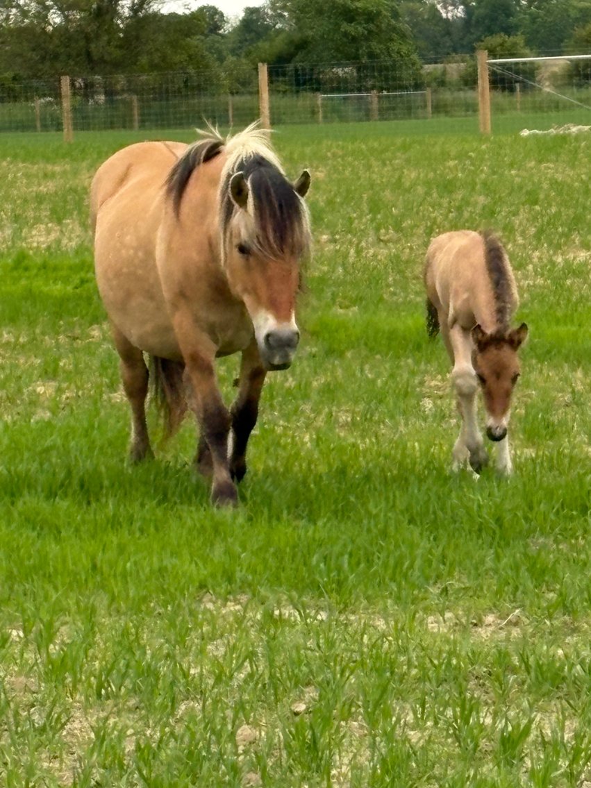 Image for Hamilton County Horse & Tack Sale -SATURDAY June 7th - Noblesville, IN