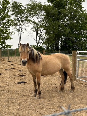 Image for Hamilton County Horse & Tack Sale -SATURDAY June 7th - Noblesville, IN