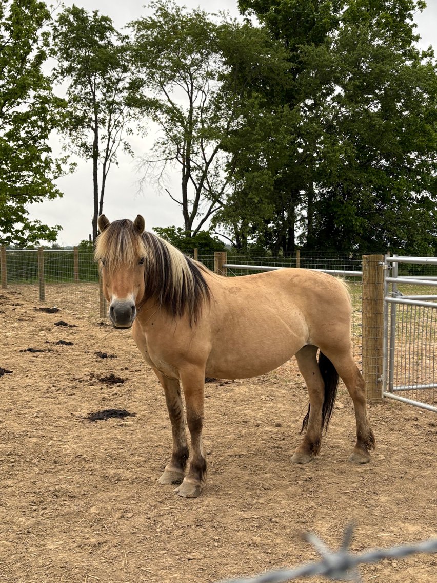 Image for Hamilton County Horse & Tack Sale -SATURDAY June 7th - Noblesville, IN