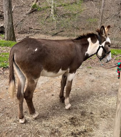 Image for Hamilton County Horse & Tack Sale -SATURDAY June 7th - Noblesville, IN