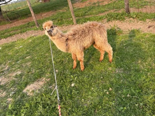 Image for Hamilton County Horse & Tack Sale -SATURDAY June 7th - Noblesville, IN