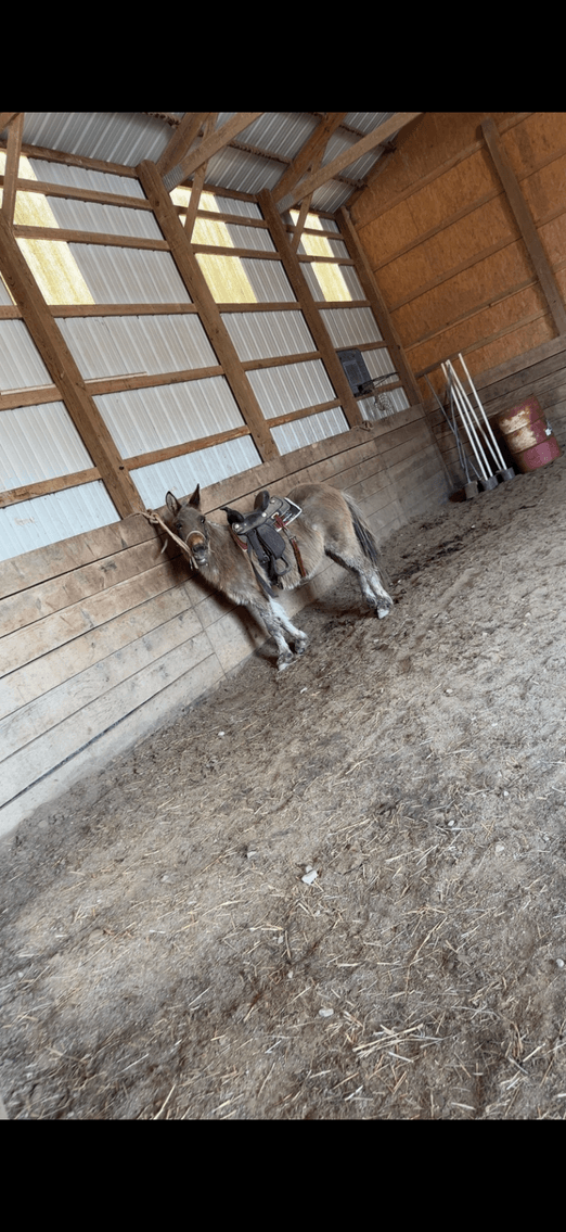 Image for Hamilton County Horse & Tack Sale -SATURDAY June 21st - Noblesville, IN