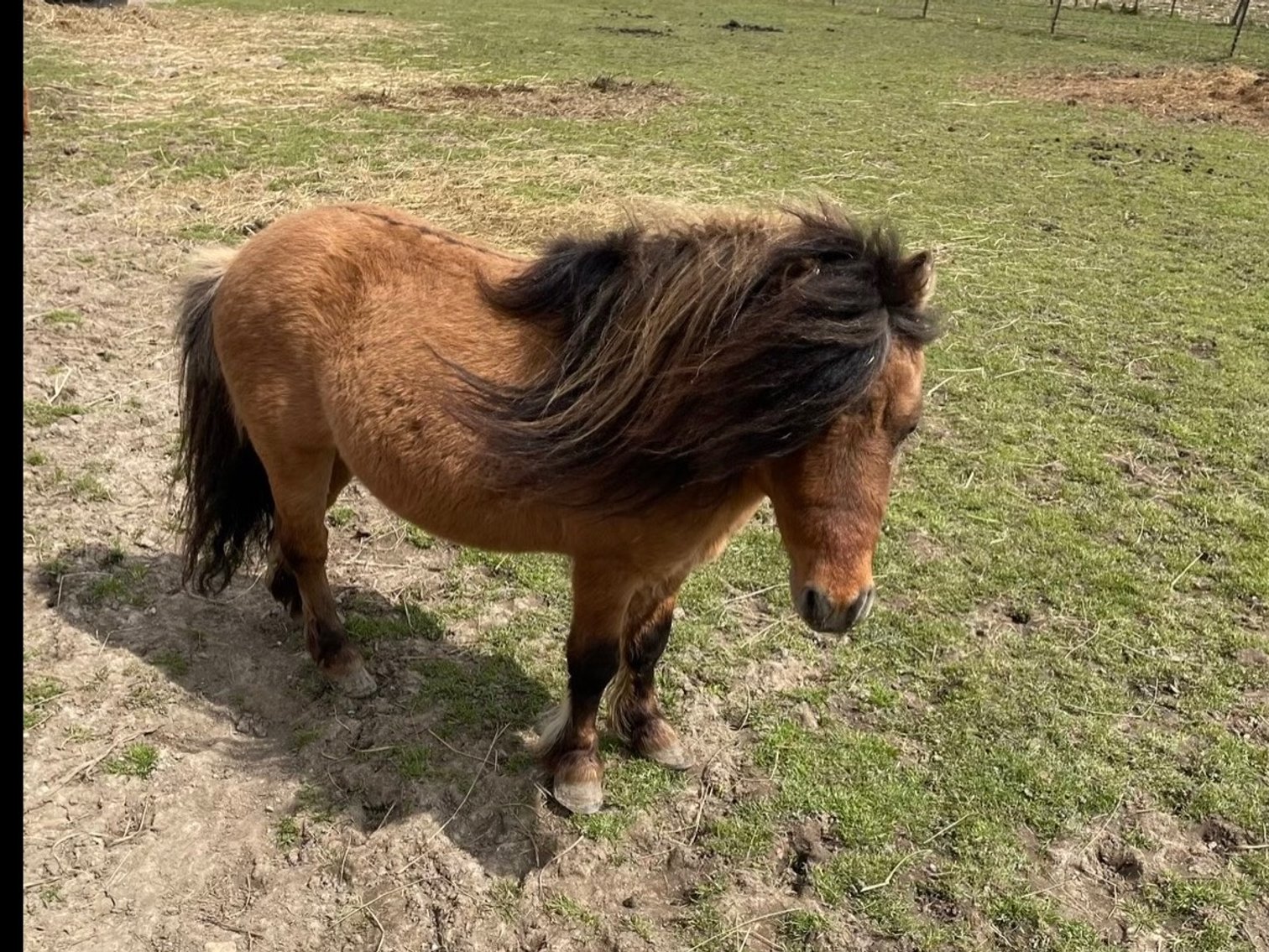 Image for Hamilton County Horse & Tack Sale -SATURDAY June 21st - Noblesville, IN