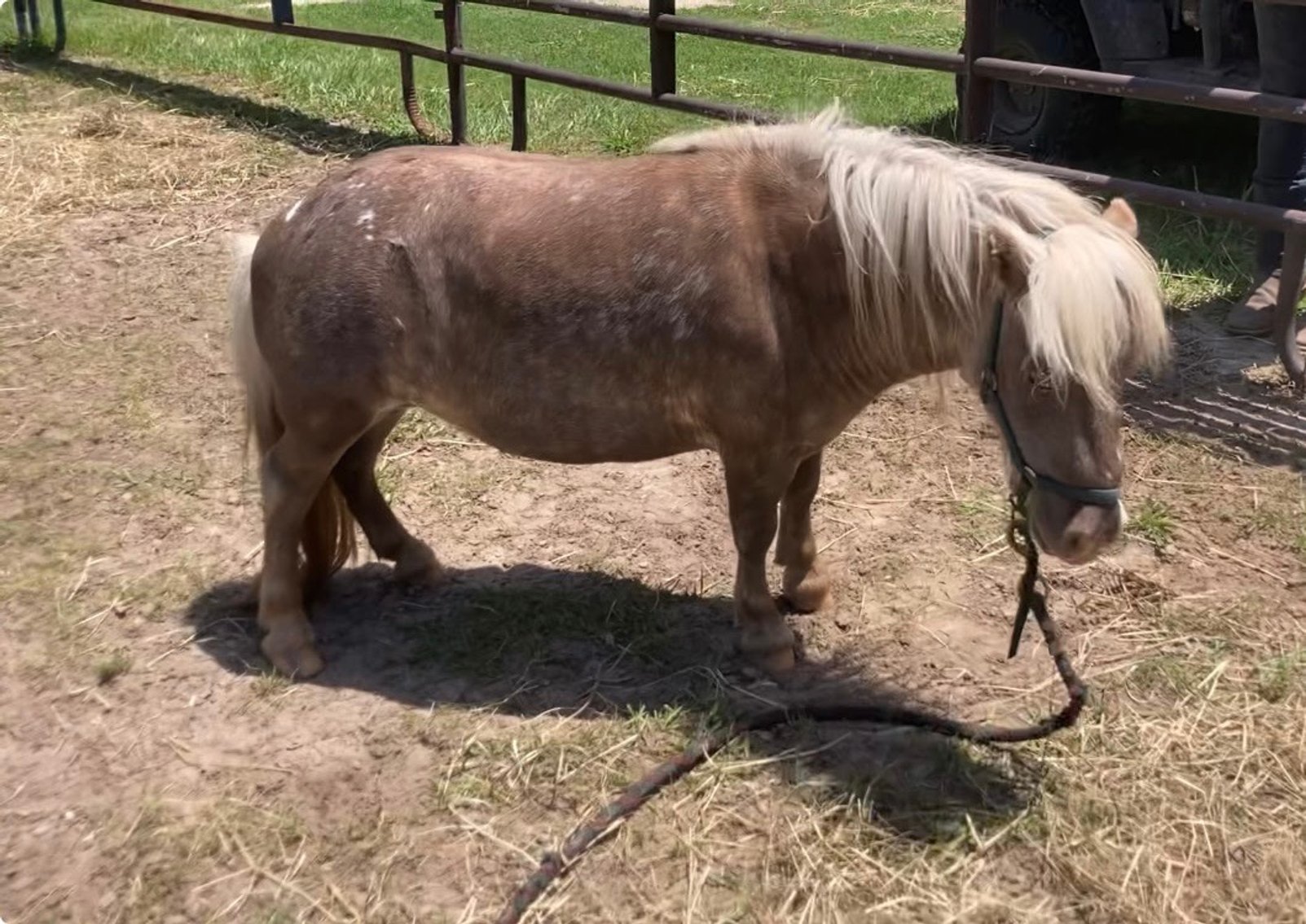 Image for Hamilton County Horse & Tack Sale -SATURDAY June 21st - Noblesville, IN