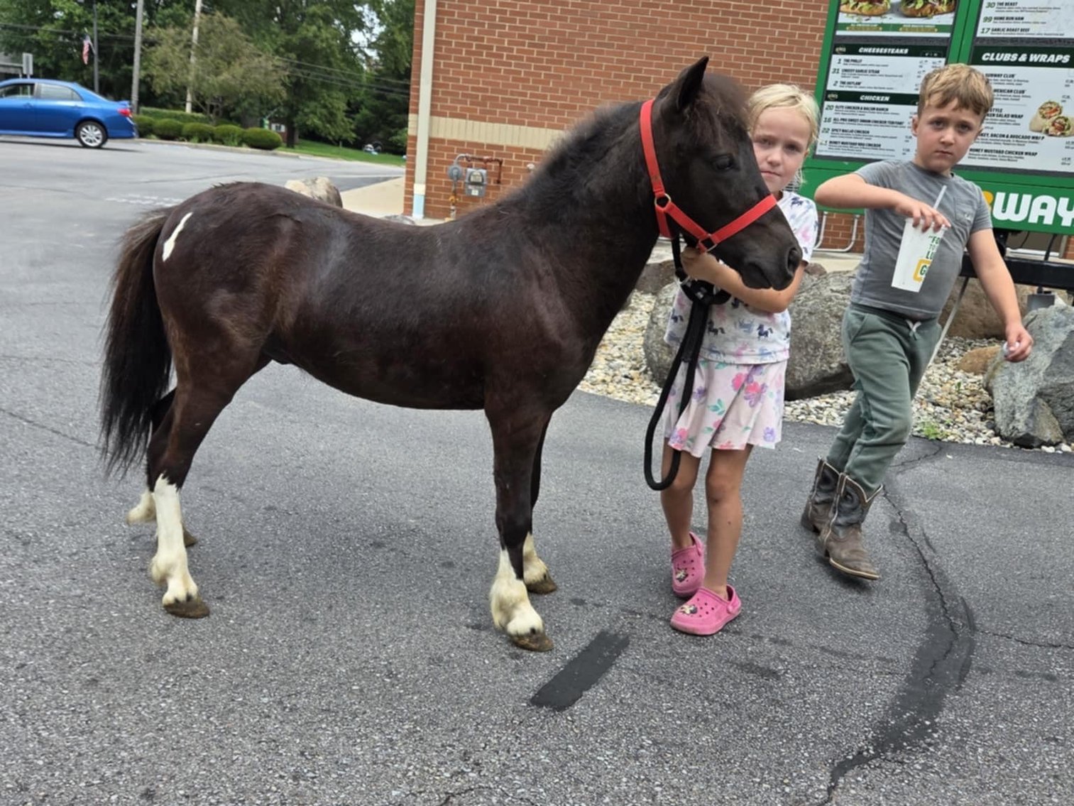 Image for Hamilton County Horse & Tack Sale -SATURDAY July 19th - Noblesville, IN