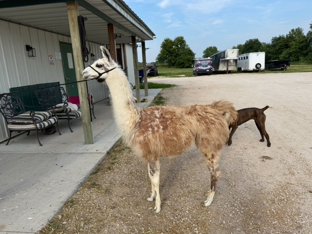 Image for Hamilton County Horse & Tack Sale -SATURDAY July 19th - Noblesville, IN