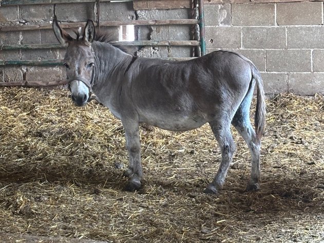 Image for Hamilton County Horse & Tack Sale -SATURDAY -August 2nd- Noblesville, IN