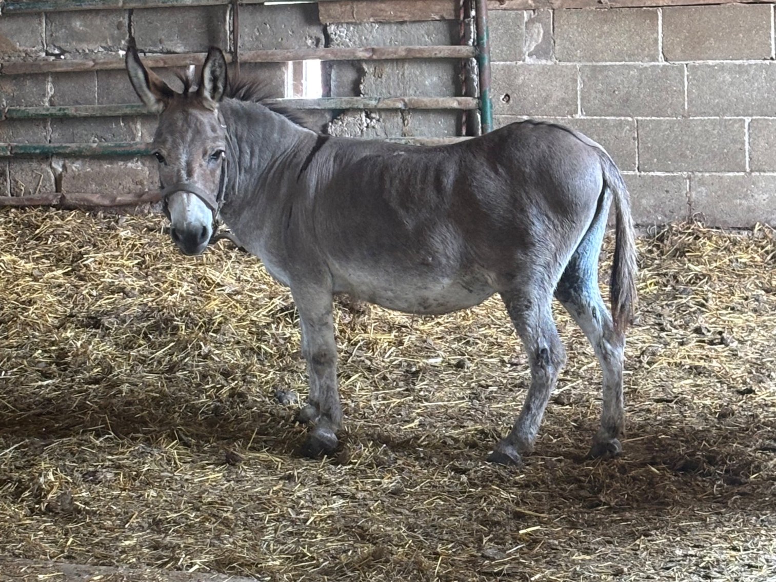 Image for Hamilton County Horse & Tack Sale -SATURDAY -August 2nd- Noblesville, IN