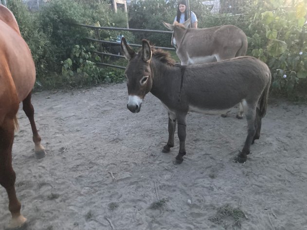 Image for Hamilton County Horse & Tack Sale -SATURDAY -September 6th- Noblesville, IN