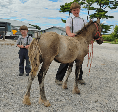 Image for Hamilton County Horse & Tack Sale -SATURDAY -September 6th- Noblesville, IN