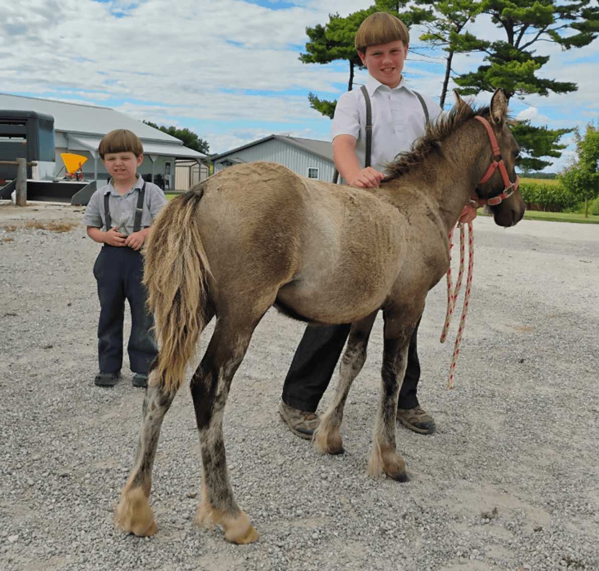 Image for Hamilton County Horse & Tack Sale -SATURDAY -September 6th- Noblesville, IN