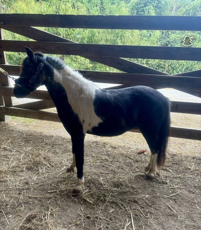 Image for Hamilton County Horse & Tack Sale -SATURDAY -September 6th- Noblesville, IN