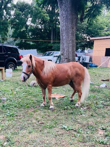 Image for Hamilton County Horse & Tack Sale -SATURDAY -September 20th- Noblesville, IN