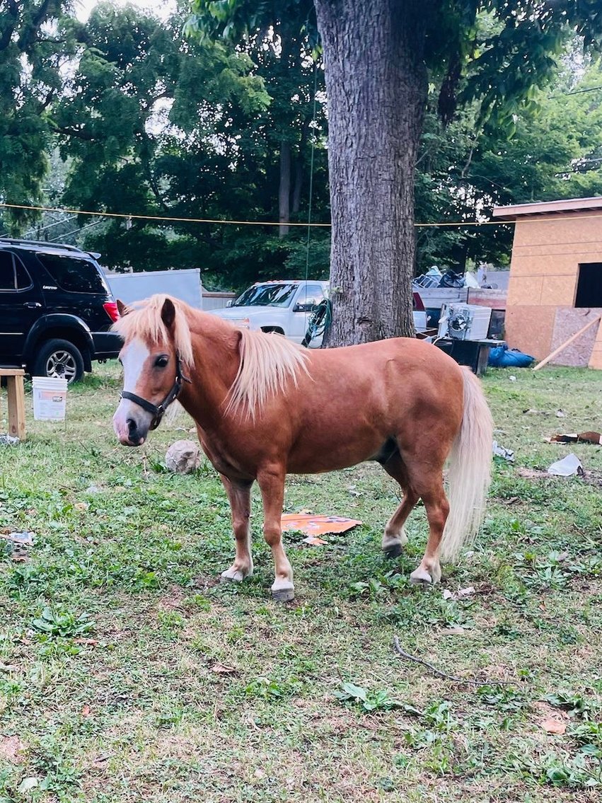 Image for Hamilton County Horse & Tack Sale -SATURDAY -September 20th- Noblesville, IN