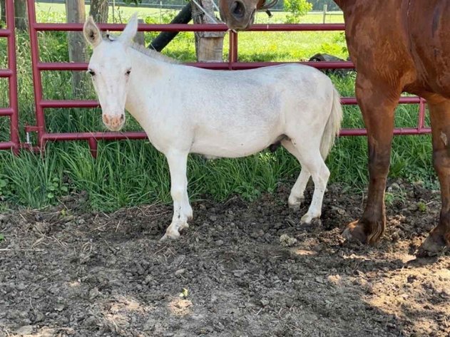 Image for Hamilton County Horse & Tack Sale -SATURDAY -September 20th- Noblesville, IN