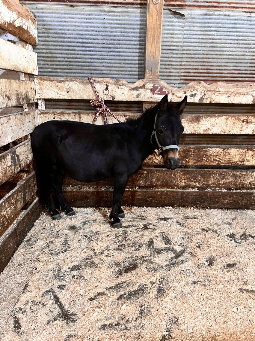 Image for Hamilton County Horse & Tack Sale -SATURDAY -September 20th- Noblesville, IN