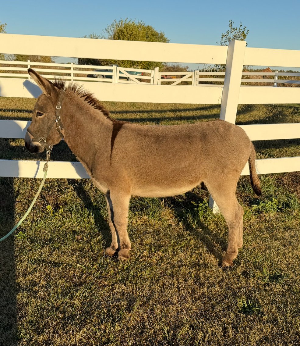 Image for Hamilton County Horse & Tack Sale -SATURDAY -October 18th- Noblesville, IN