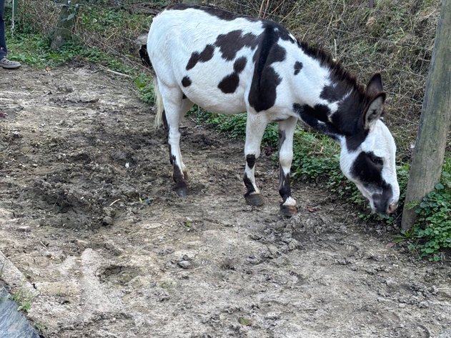 Image for Hamilton County Horse & Tack Sale -SATURDAY -October 18th- Noblesville, IN