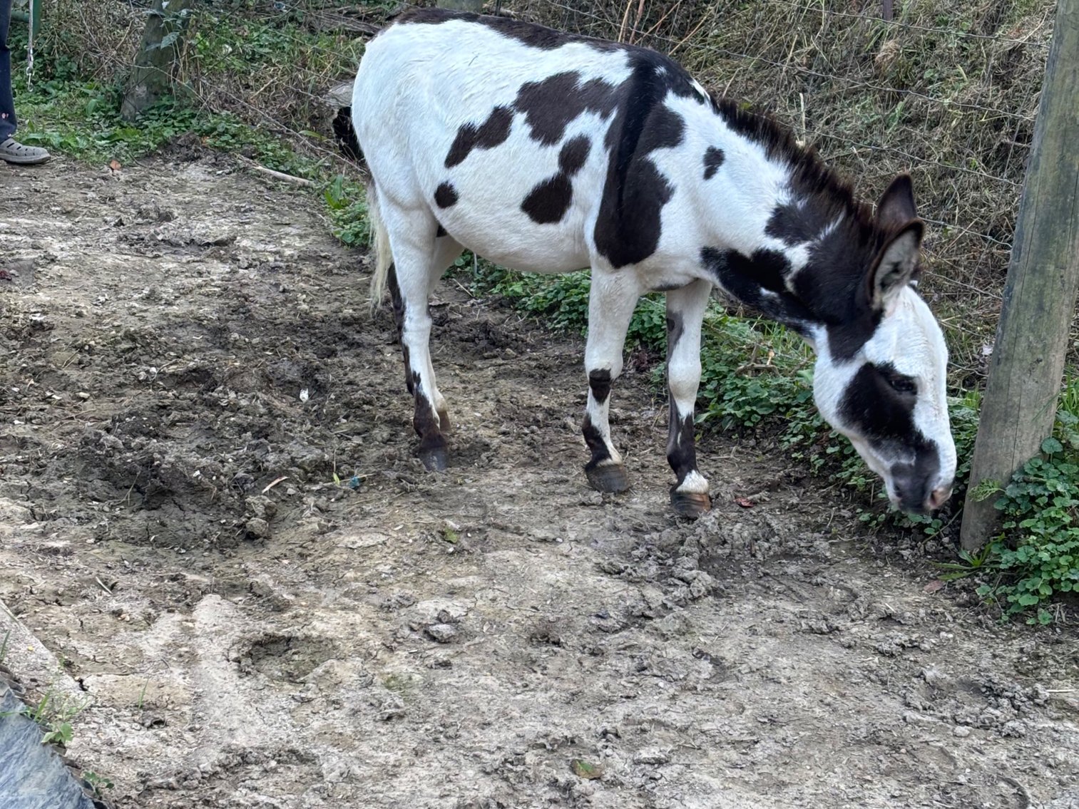 Image for Hamilton County Horse & Tack Sale -SATURDAY -October 18th- Noblesville, IN