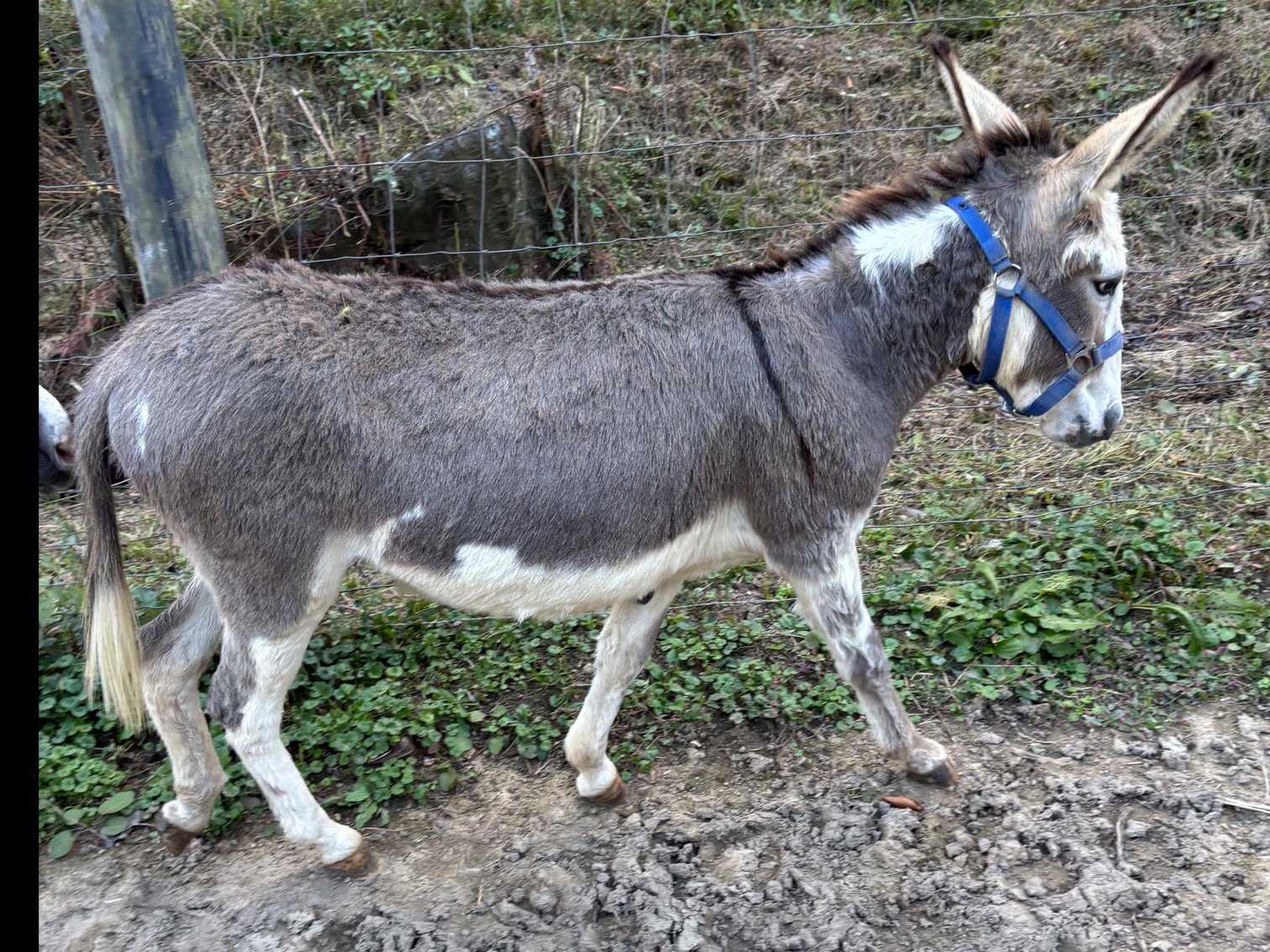 Image for Hamilton County Horse & Tack Sale -SATURDAY -October 18th- Noblesville, IN