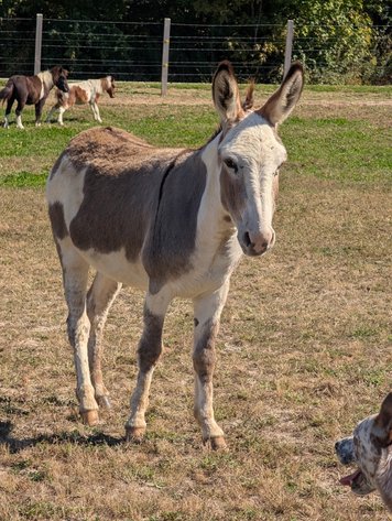 Image for Hamilton County Horse & Tack Sale -SATURDAY -October 18th- Noblesville, IN