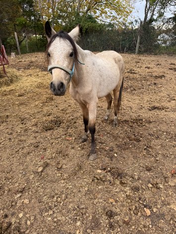 Image for Hamilton County Horse & Tack Sale HARVEST SPECIAL -SATURDAY -November 1st - Noblesville, IN