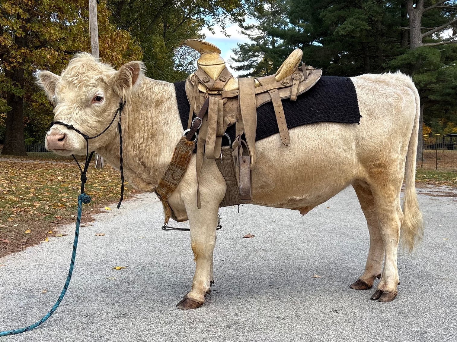 Image for Hamilton County Horse & Tack Sale HARVEST SPECIAL -SATURDAY -November 1st - Noblesville, IN