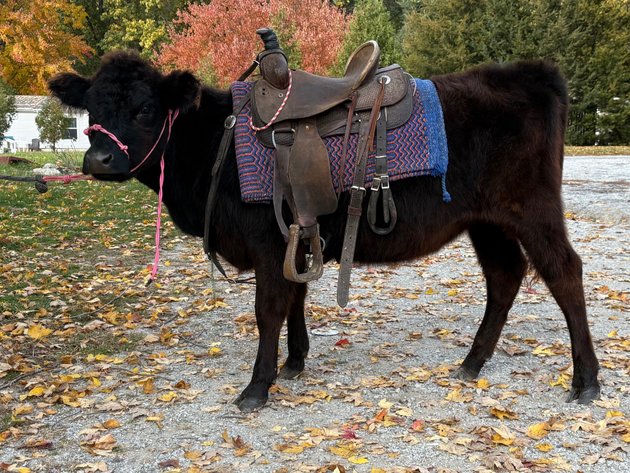 Image for Hamilton County Horse & Tack Sale HARVEST SPECIAL -SATURDAY -November 1st - Noblesville, IN