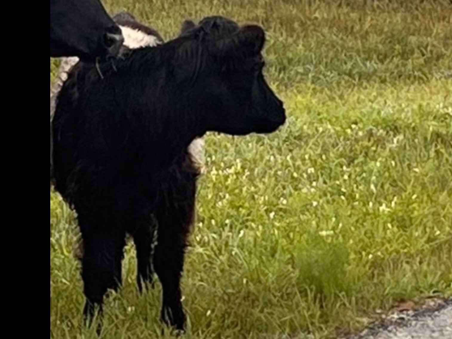 Image for Hamilton County Horse & Tack Sale -SATURDAY -November 15th Noblesville, IN